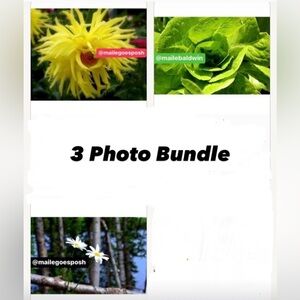 3 Art Photograph Prints Bundle: wispy dahlia flower, daisies, lettuce 8X10 inch